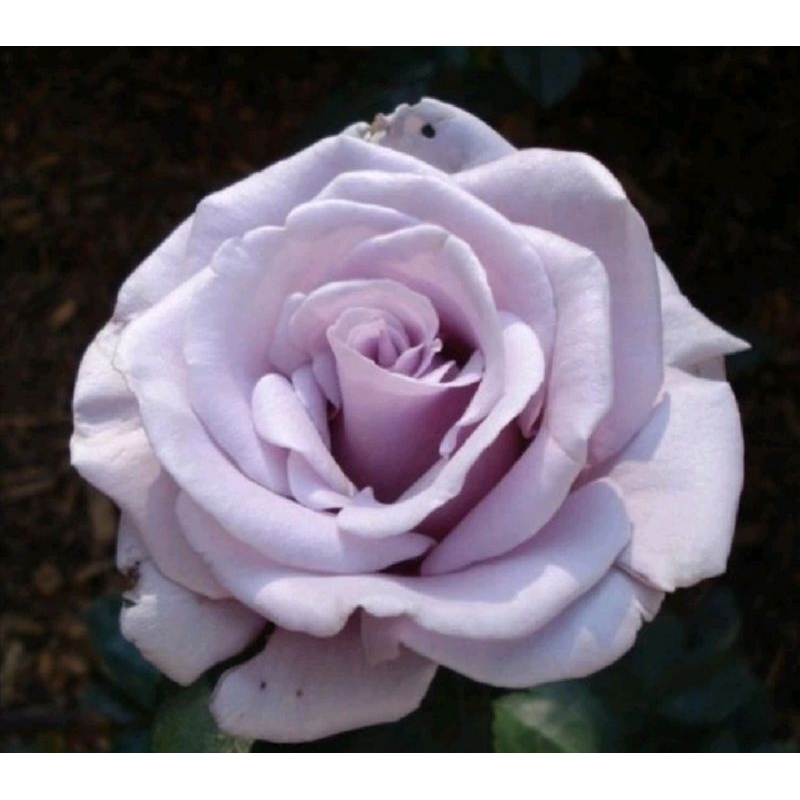 4吋盆純銀玫瑰花苗花大強香柔和薰衣草紫色