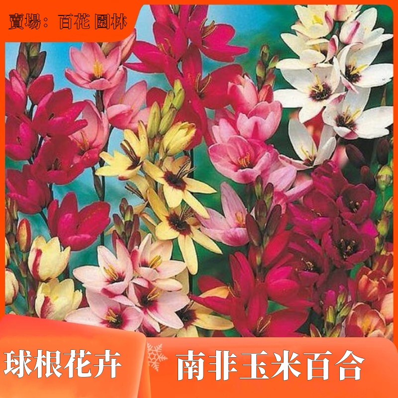 百花 園林 球根花卉【玉米百合】南非進口 玉米百合種球 海蔥種球 多年生種球根 盆栽地栽觀賞花卉 好養易種