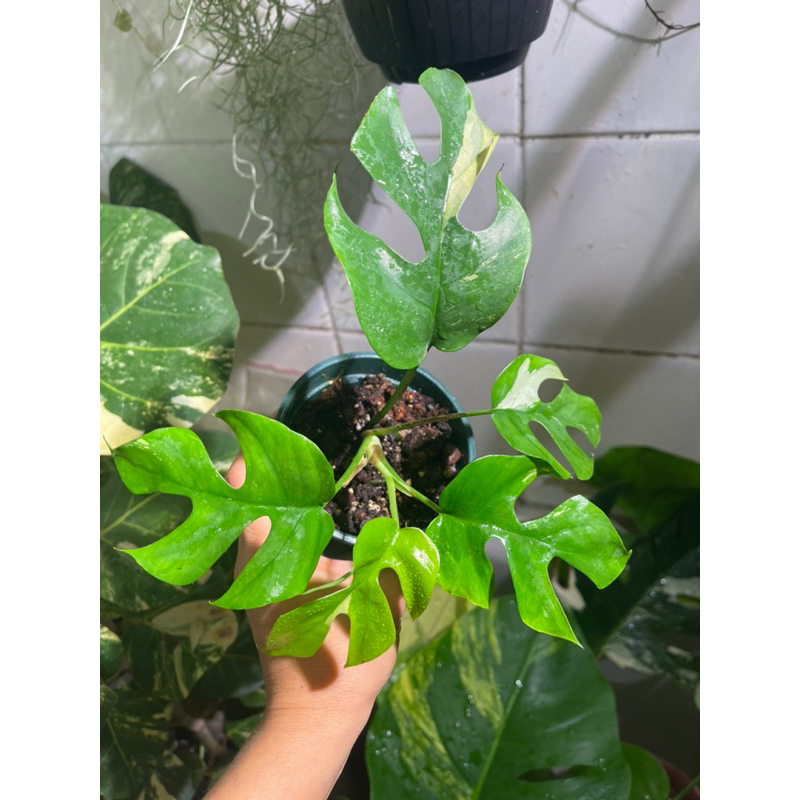 斑葉姬龜背芋🪴微斑穩根5葉