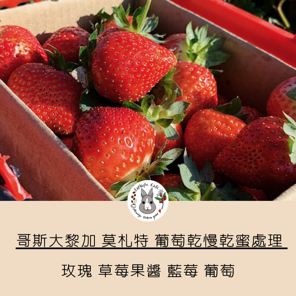SaMaple Café 現烘咖啡豆 莫札特 葡萄乾蜜處理  卡特內莊園 哥斯大黎加 限量咖啡豆 掛耳咖啡