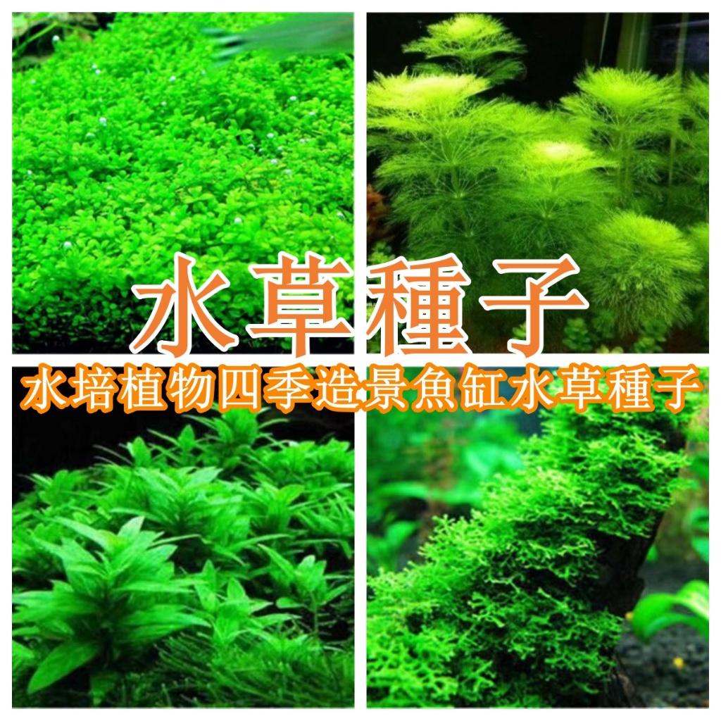 水草種子 水草泥生態家用創意魚缸玻璃瓶水培植物四季造景魚缸水草