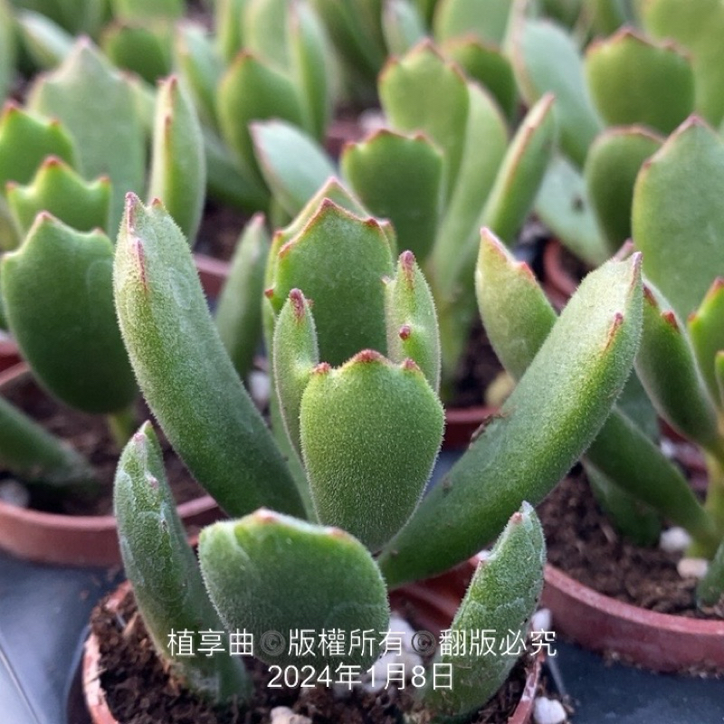植享曲  多肉植物  一吋盆/熊x嫁入娘x子貓