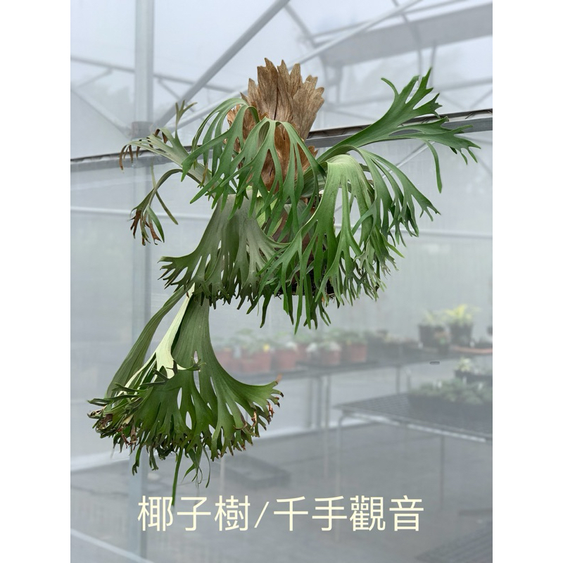 🌱愛客森🌱千手觀音/椰子樹/P.SSFonng 鹿角蕨