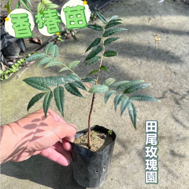 田尾玫瑰園 l 香椿 (苗)【3吋黑軟盆 高度約15cm】香料植物 香草植物 食用植物(植物眾多歡迎詢問) 田尾在地商家