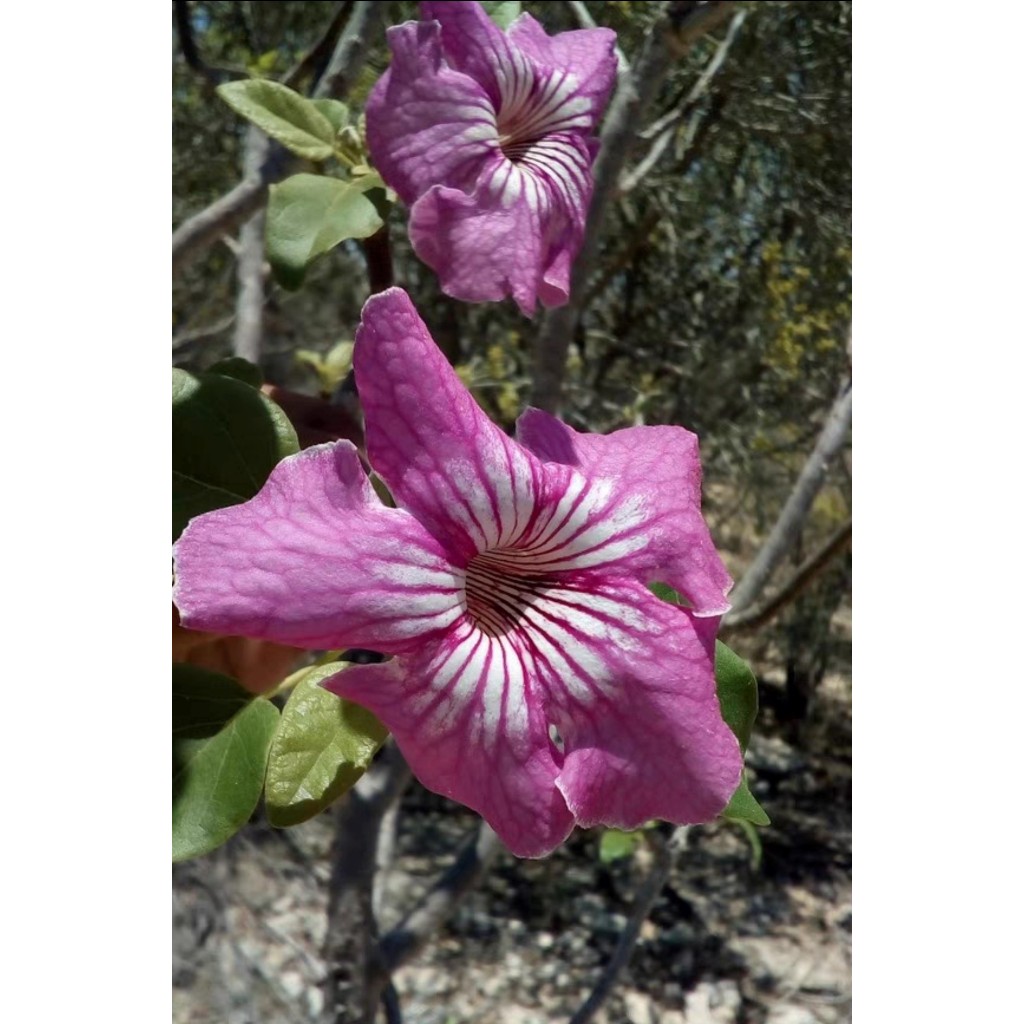 【塊根英雄】紫花安卡麗娜種子/Uncarina stellulifera/胡麻科屬/比黃花安卡稀有的紫花安卡