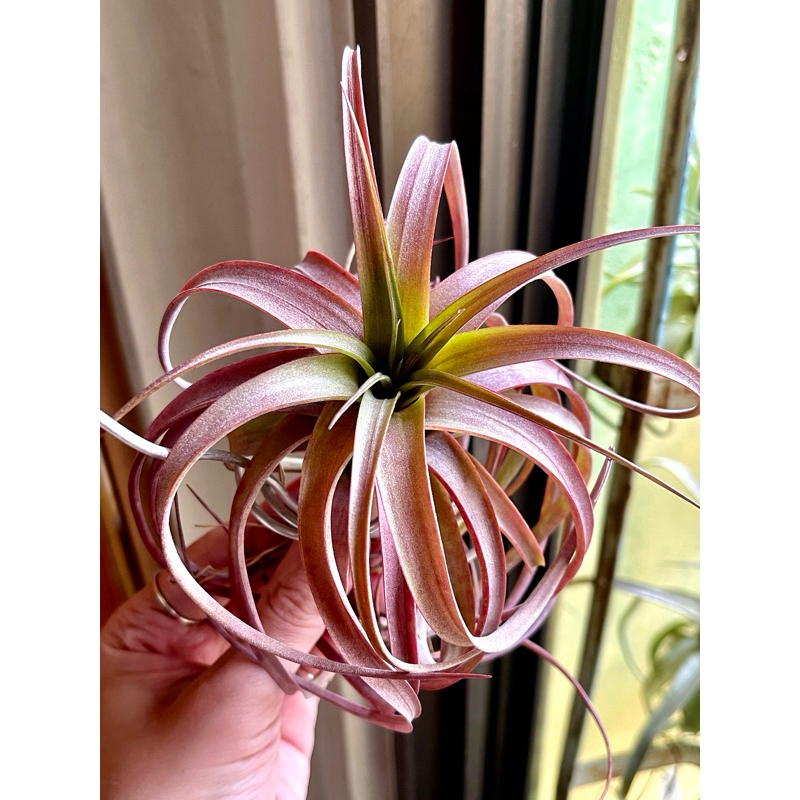 空氣鳳梨 愛結 Tillandsia 'Love Knot' YZ小舖