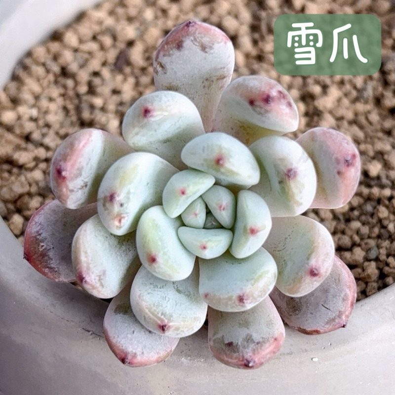 ≡植綠人生≡🌴雪爪🌴韓國多肉│景天科│多肉植物│韓肉│多肉│療癒│植栽│盆栽│送禮│辦公室│陽台│
