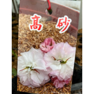 日本櫻花 高砂/4吋～多年生季節性落葉開花小喬木⋯