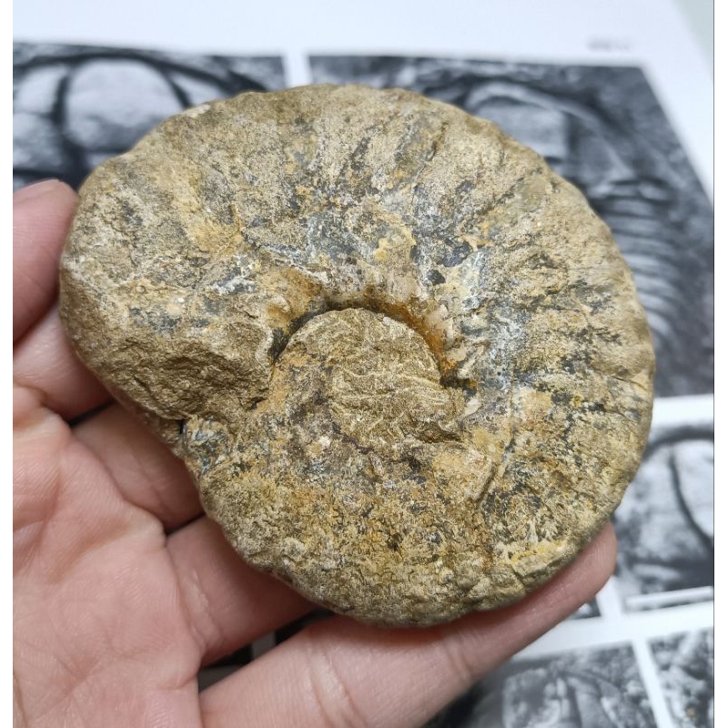 [程石] 馬達加斯加  穆尼爾菊石化石