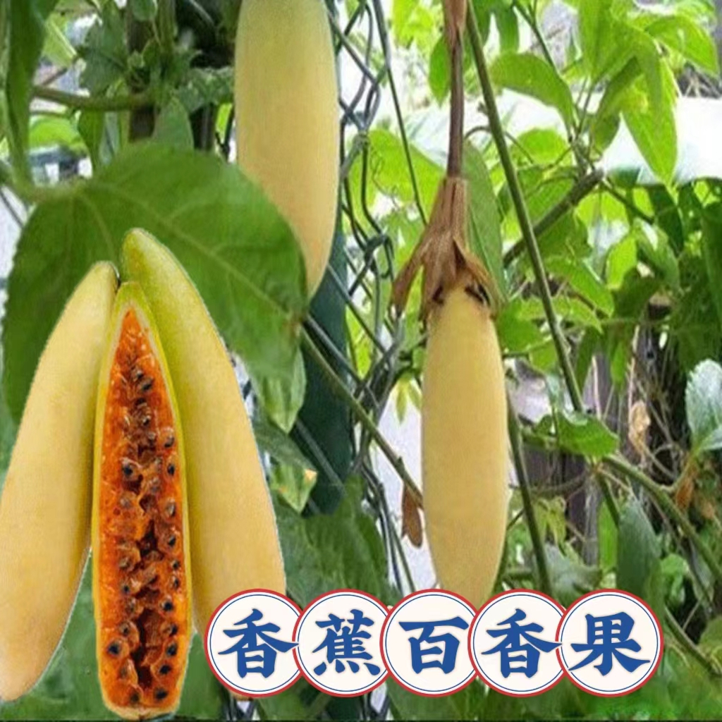 水果種子S211香蕉百香果~飽滿多汁，皮薄肉厚，香甜可口，色香味俱佳。