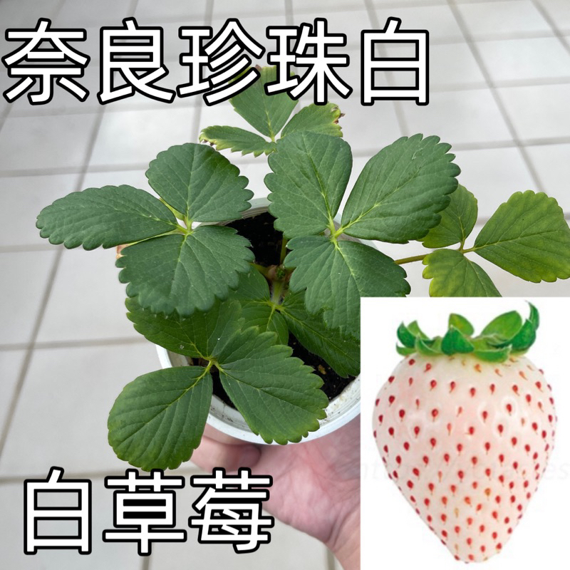 安祖寶花園🪴/白草莓/奈良珍珠白/草莓苗