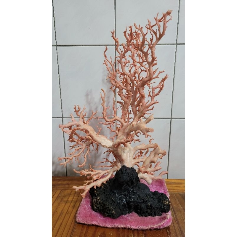 天然粉紅珊瑚原枝賞件 擺件 標本