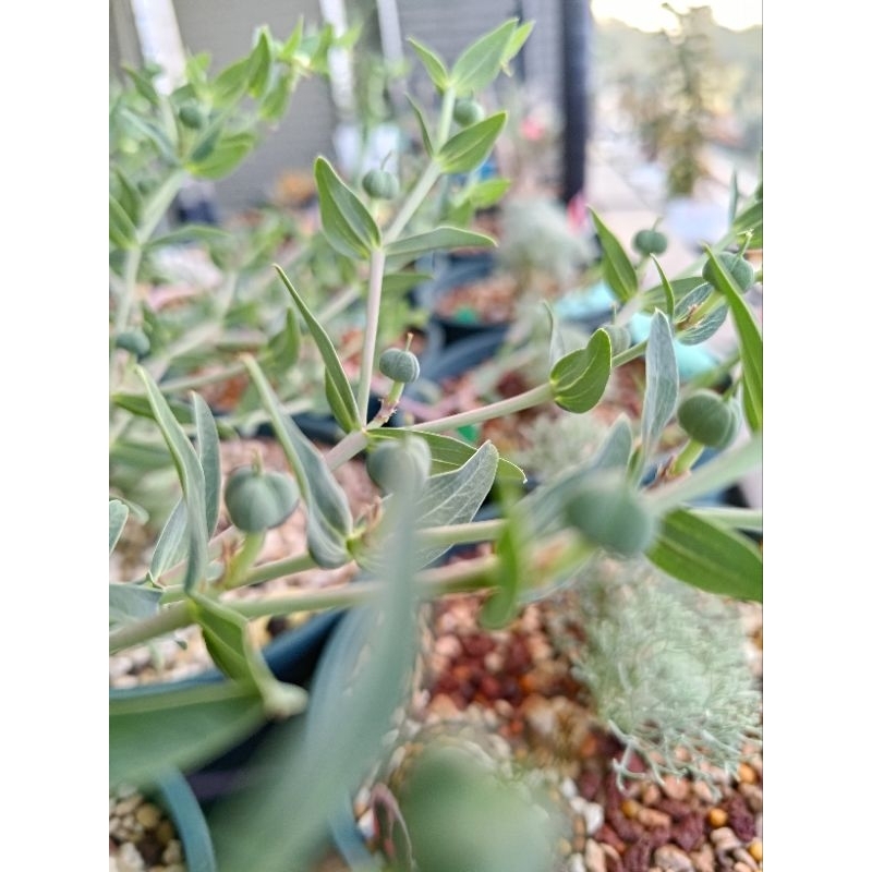 粒藻大戟（Euphorbia longituberculosa）自產種子