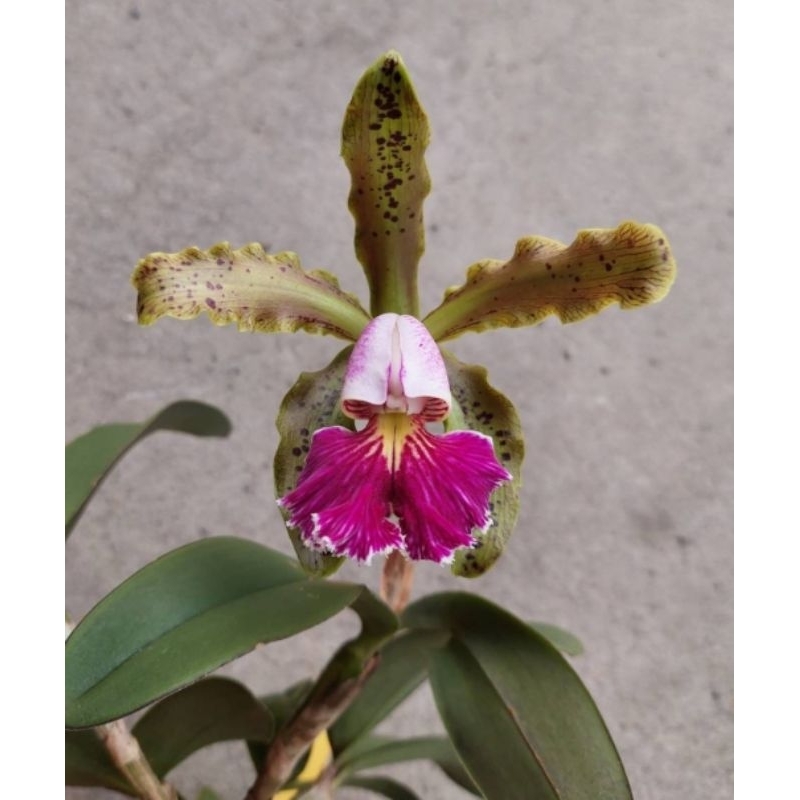 cattleya schilleriana semi-alba嘉德麗亞/市面上少流通/1.7吋盆／小苗／特殊色
