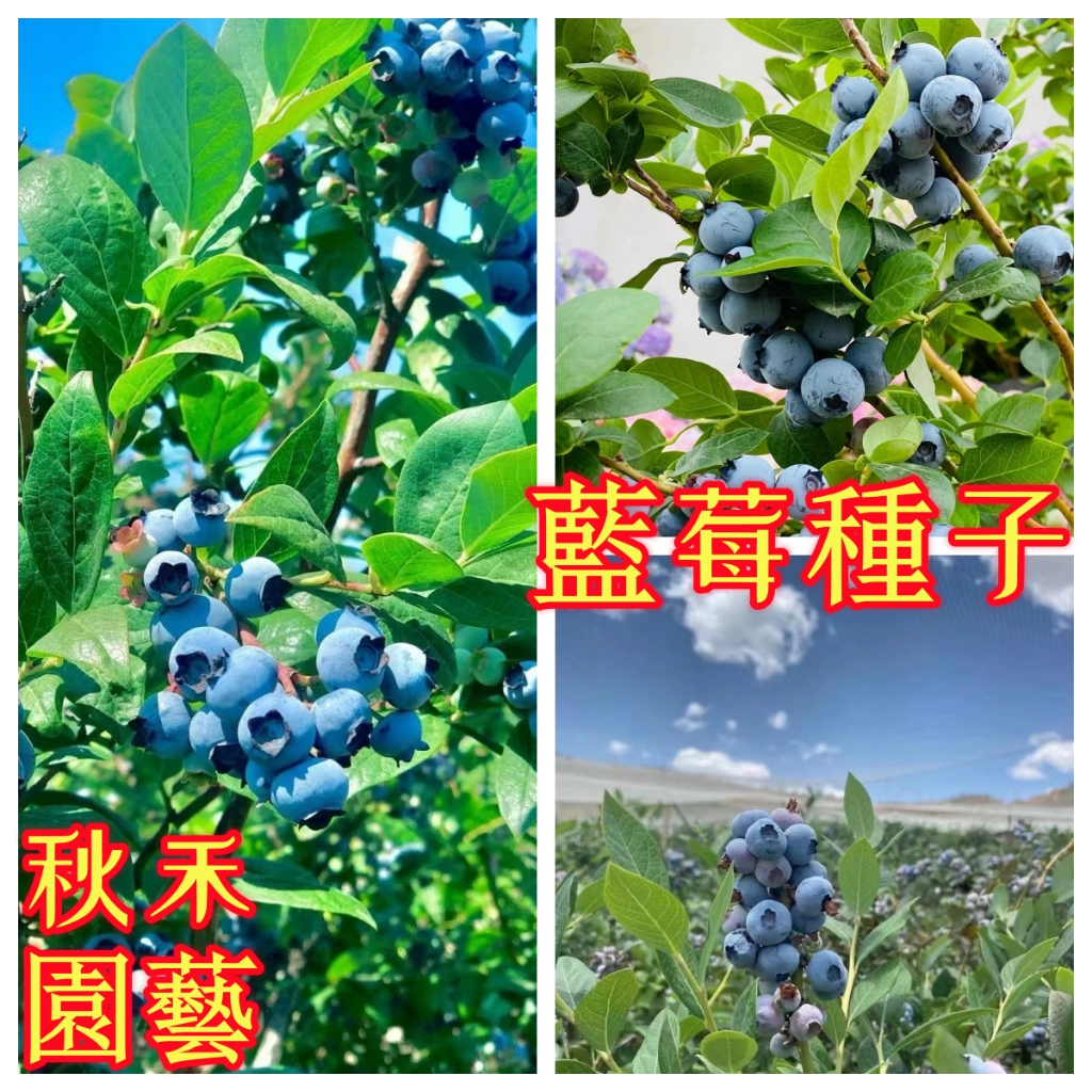 💥藍莓種子 一元一粒 超多款藍莓種子 盆栽庭院適種