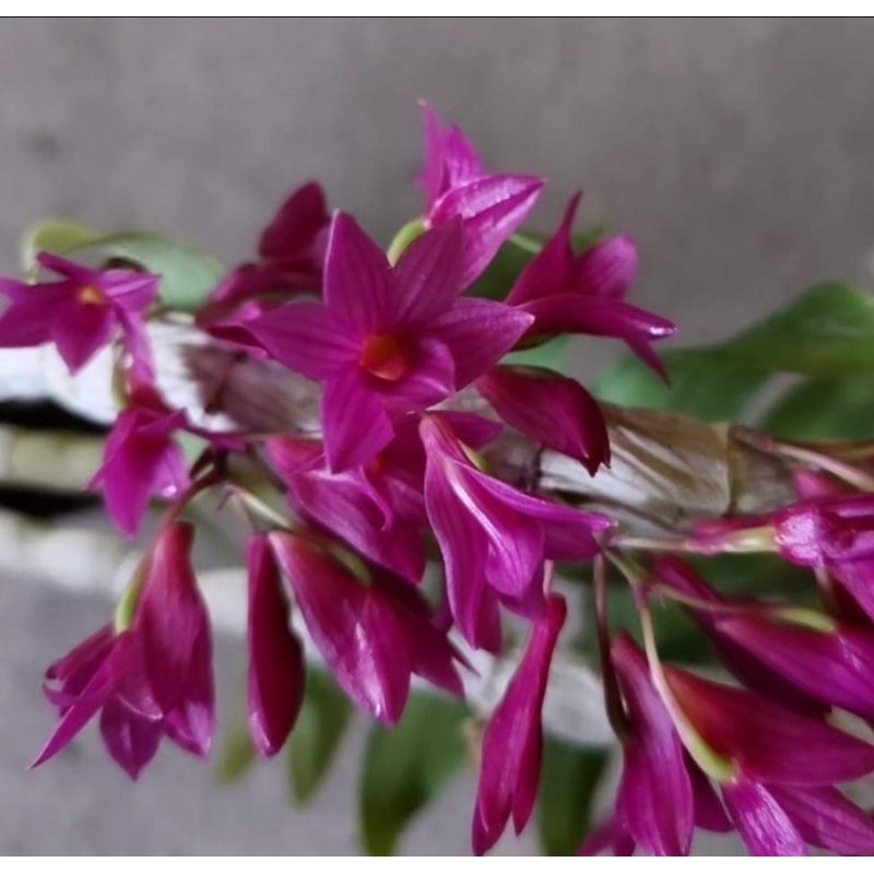 Den miyakei蘭嶼紅花石斛／很好栽培的原種 基本上適應各種環境注意夏天避免直曬就行2.5吋
