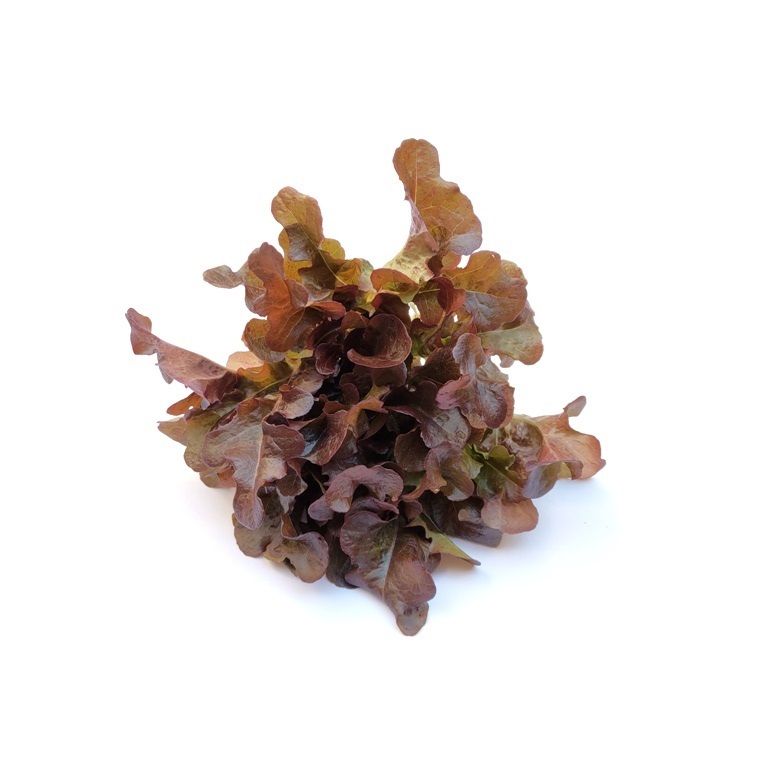 紅沙拉缽萵苣種子~Red Salad Bowl Lettuce~生菜首選品種