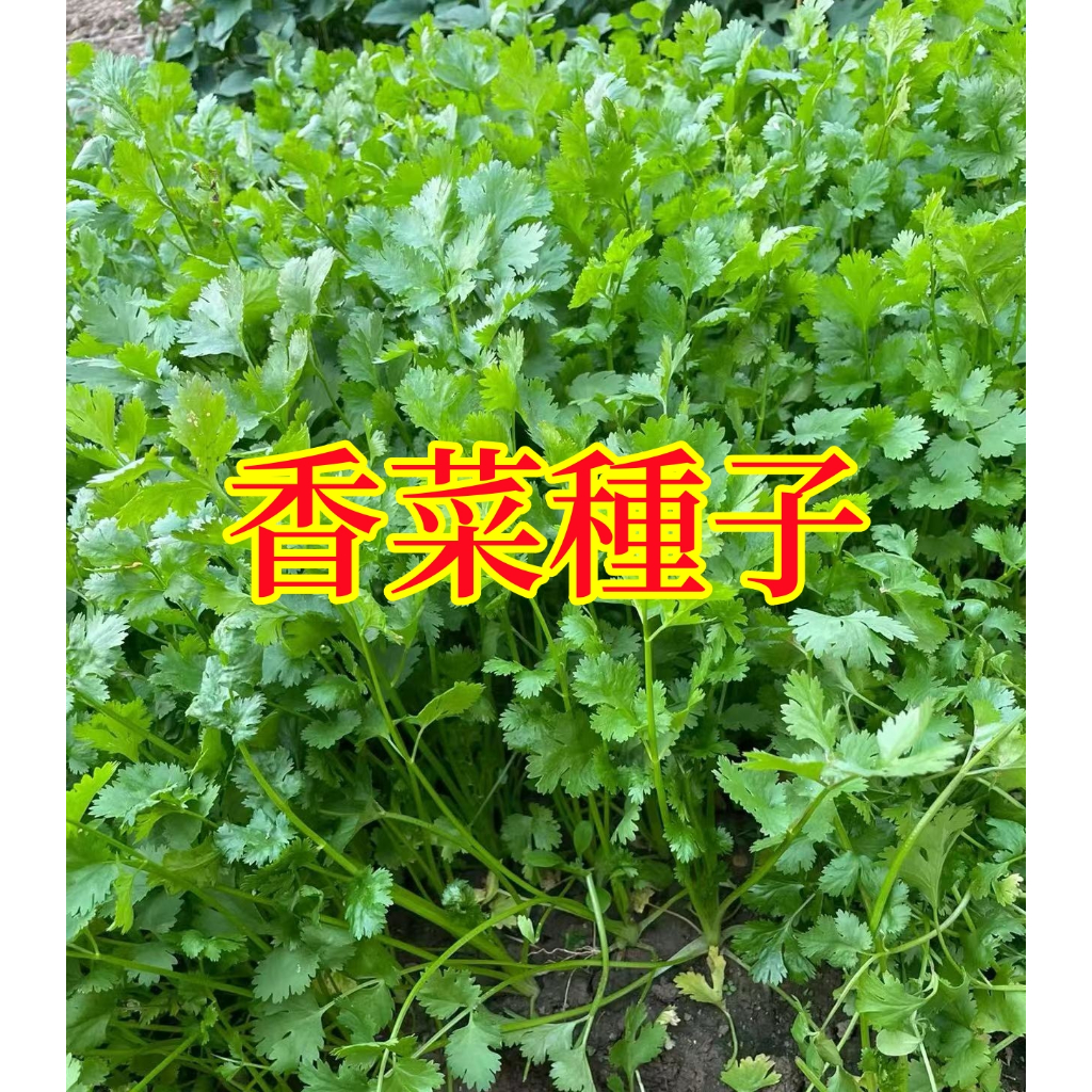 🌱【馥郁】香菜種子 家庭庭院蔬菜 兩個月可收成 大葉香菜 小葉香菜 芫荽種子 四季種植