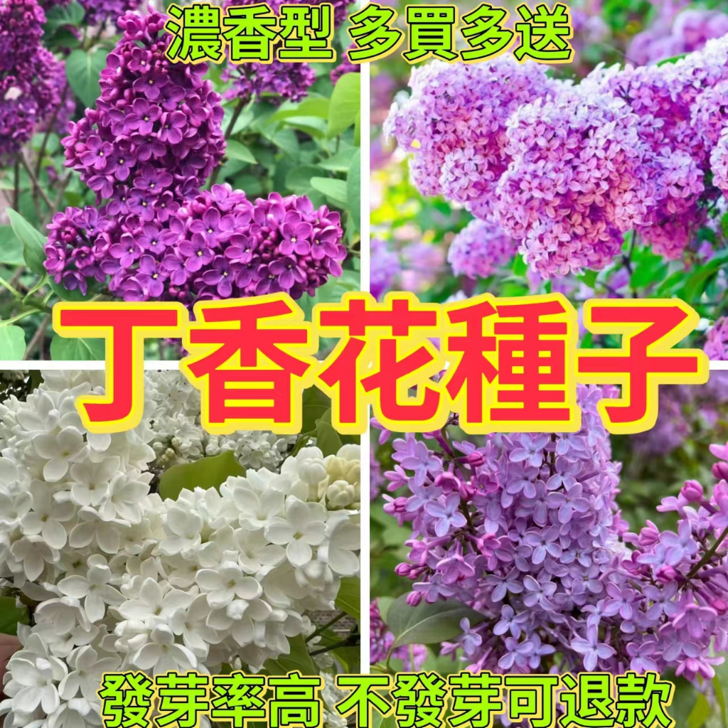 🔥丁香花種子🍓濃香型丁香花種子超低價壹元壹粒 陽台庭院室內盆栽 四季開花