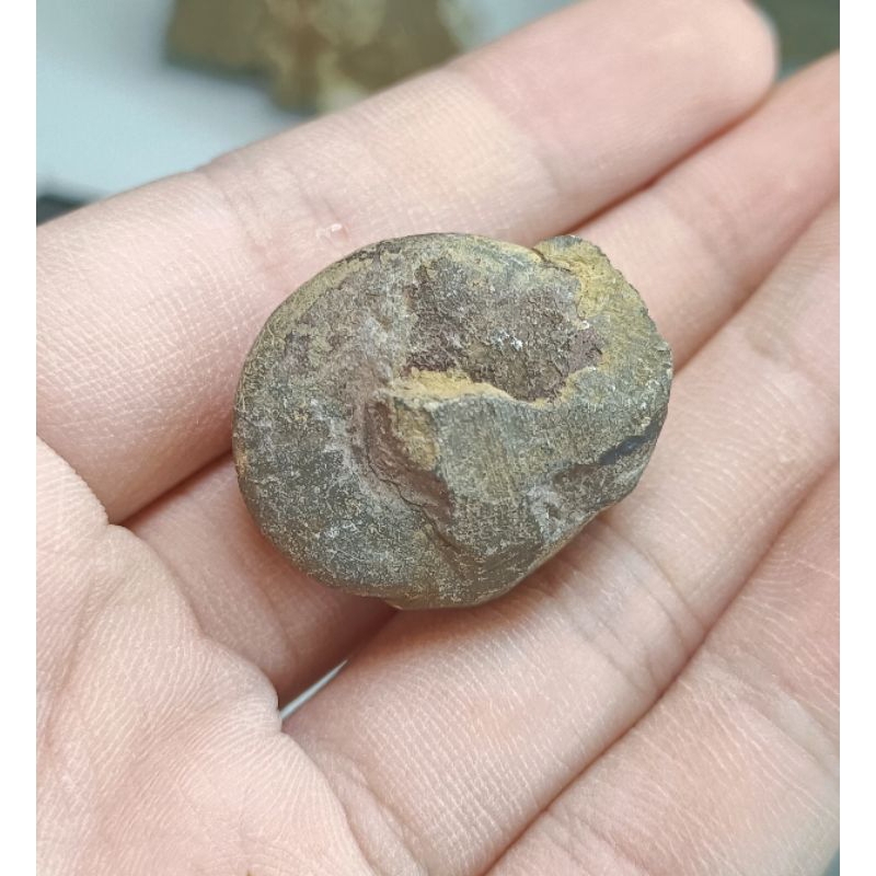 [程石]  摩洛哥  菊石化石結核