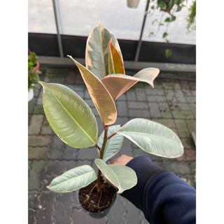 白斑橡膠樹 斑葉橡膠樹 五吋 淨化空氣 好幫手 擦拭葉片更加好 網美植物 室內植物 觀葉植物！