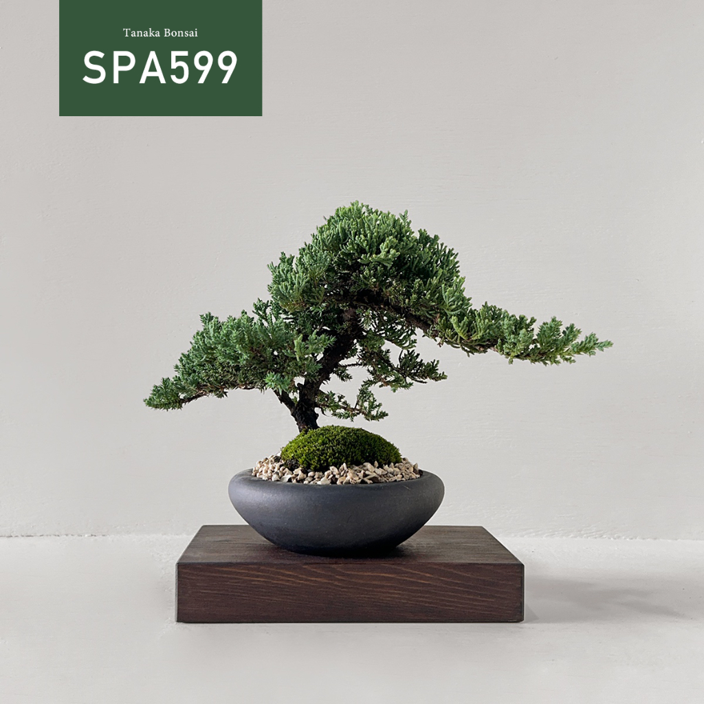 【Tanaka Bonsai】SPA599 珍珠柏盆景 (不含木墊片）｜松柏盆栽