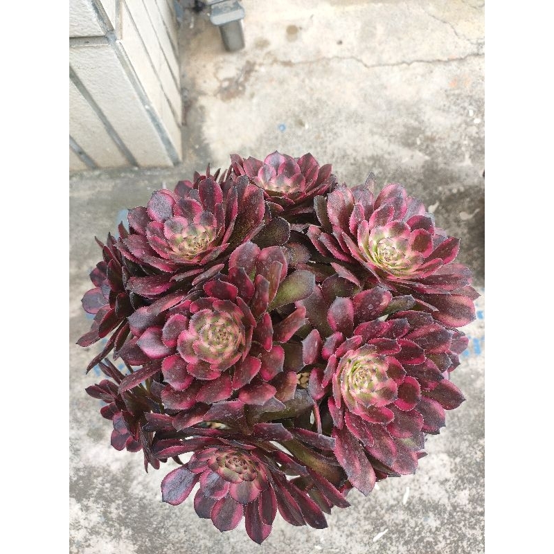 【台鳳轉角多肉】Succulents 安娜捧花 約7、8吋寬  捲葉勾魂 韓國多肉植物 多肉 盆栽 法師 Aeonium