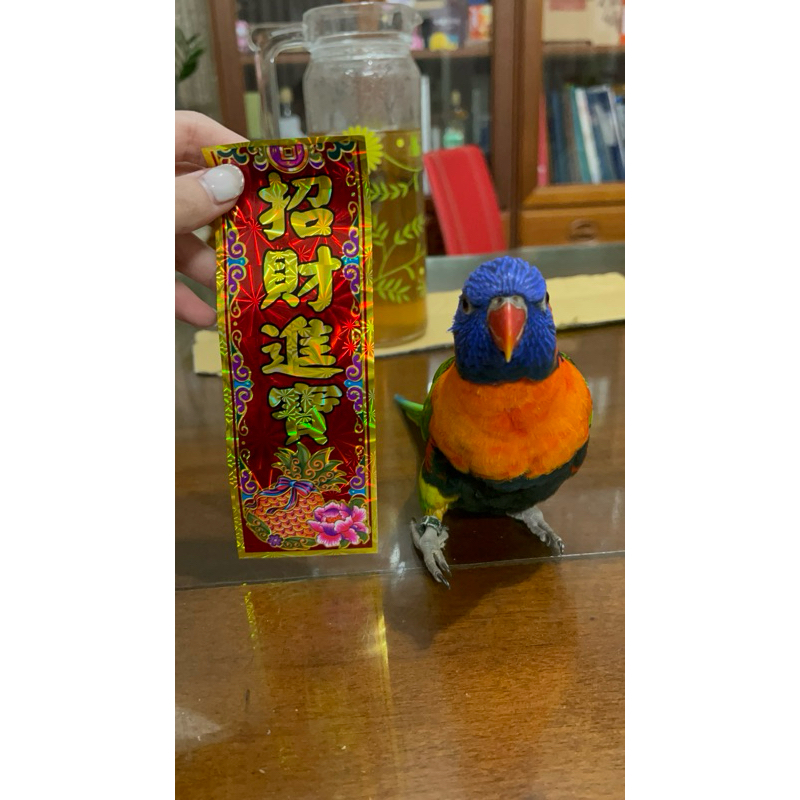 吸蜜鸚鵡飼料 是我自己買原料在家磨的😝