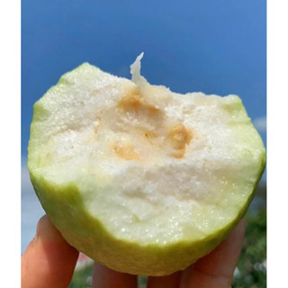 😍 硬脆甜😍 大臺北、桃園、新竹最快隔天到🫡 高雄燕巢正統珍珠芭樂