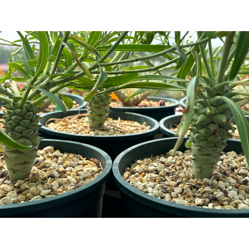 粒藻大戟（Euphorbia longituberculosa）種子實生