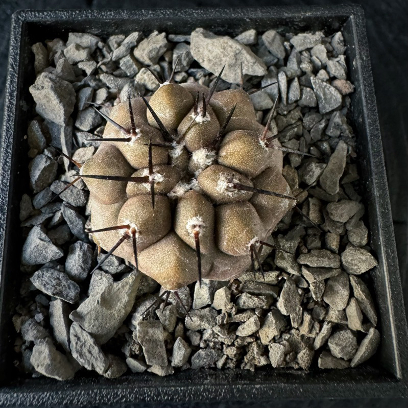 在台現貨 仙人掌 Copiapoa cinerea實生 黑王丸 實生 ㄧ物ㄧ拍