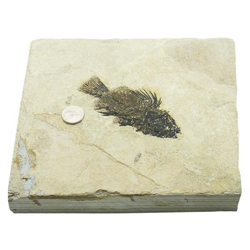 [真品] 普瑞斯加加魚 Priscacara 化石~~始新世 綠河組 (3D立體、保存完整)