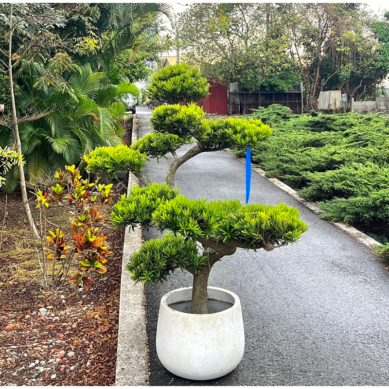 羅漢松 層型羅漢松 庭園造景