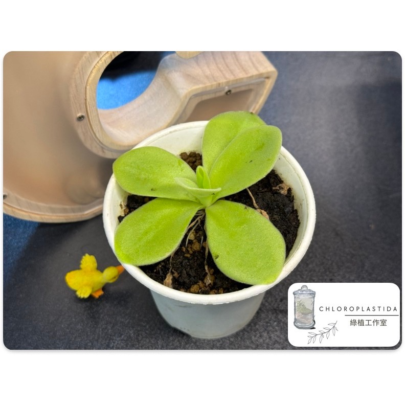 🌱綠植工作室🌱 食蟲植物 捕蟲堇 Pinguicula gigantea(巨大捕蟲堇)