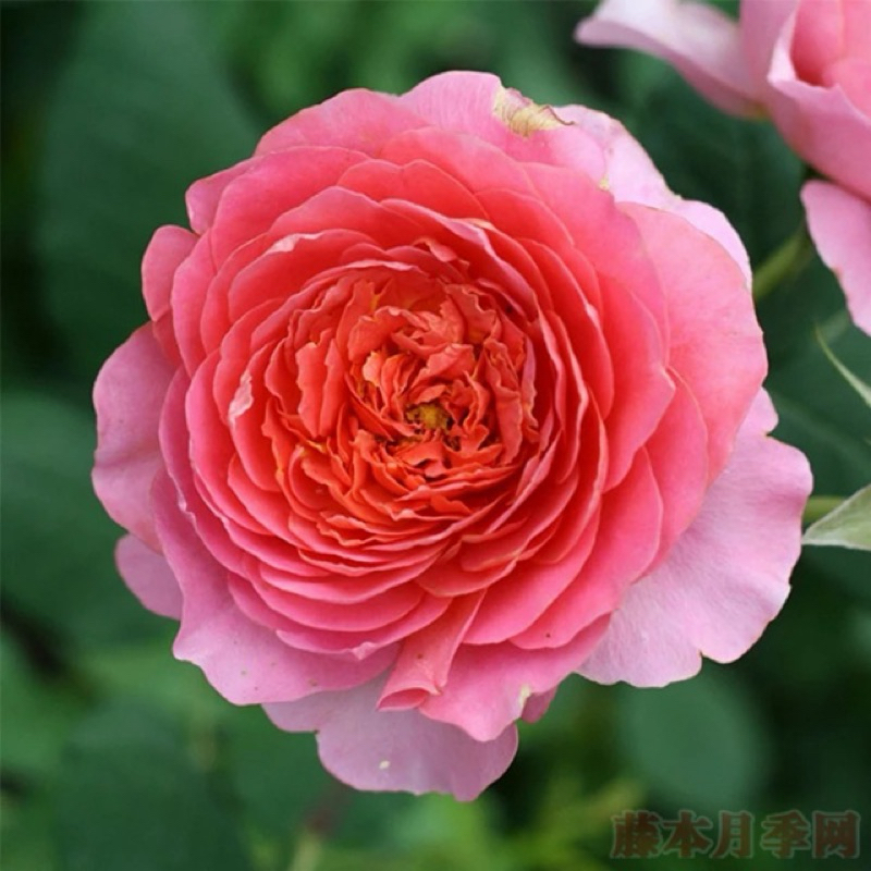 玫瑰花🌹法國香奈爾玫瑰花.Amandine Chanel阿曼丁香奈爾玫瑰🌹使用玫瑰專用土.蔓性玫瑰花