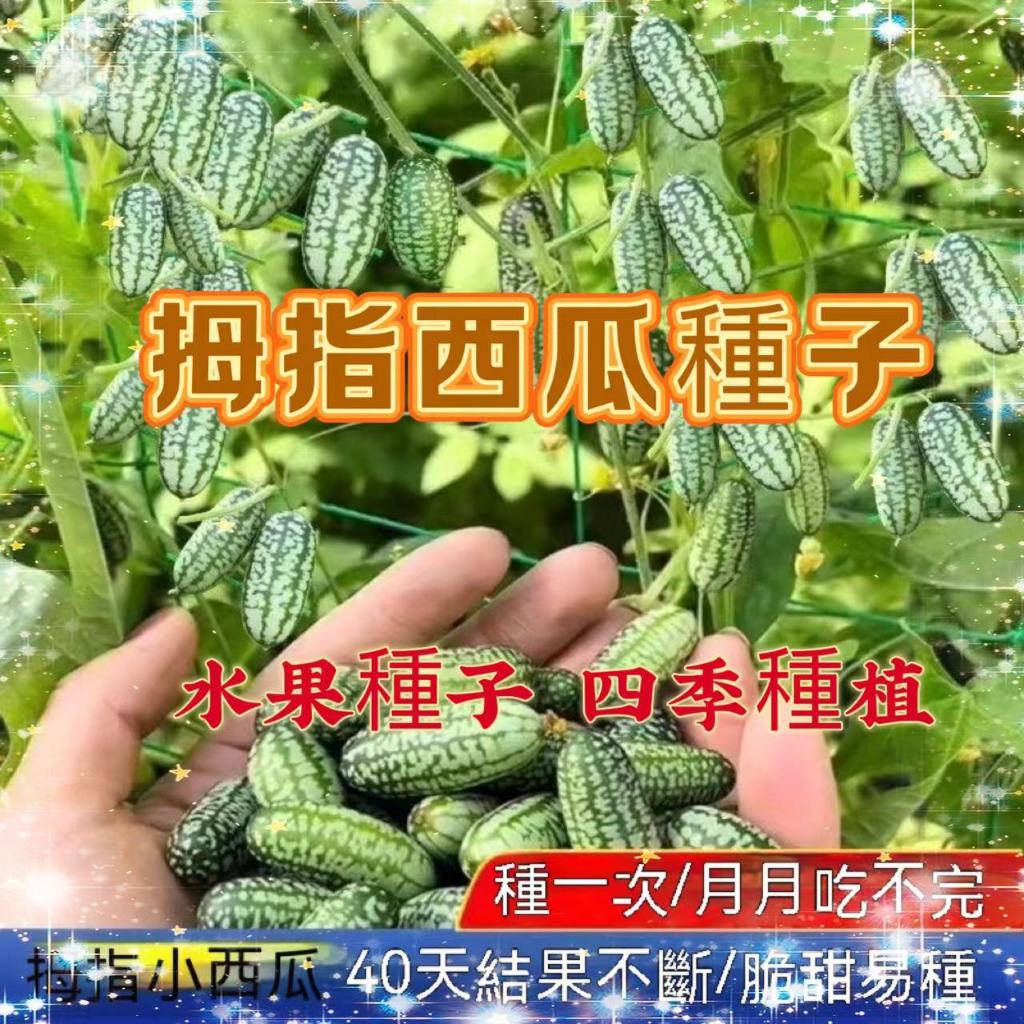 【即買即送】拇指西瓜種子 四季拇指西瓜種子一株可結60-100顆果 小西瓜可留種 迷你水果種子陽台庭院盆栽種植 速發