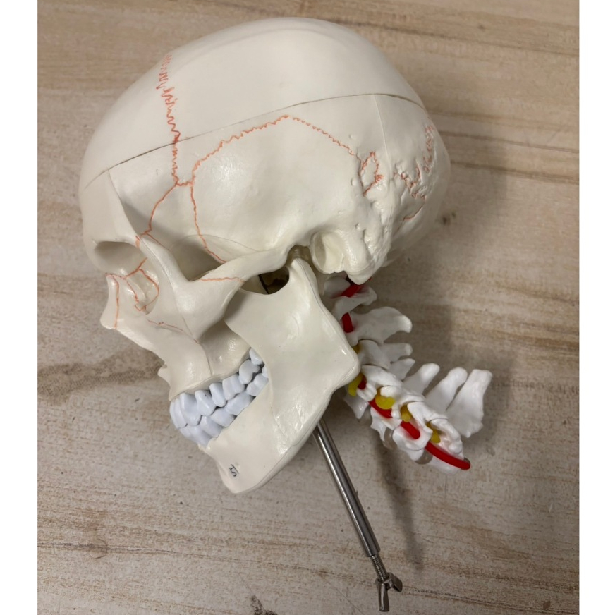 人頭骨模型骷髏頭模型頭顱模型教學模型人體醫學解剖模型醫學教學美術教學(25*25/@777-25707)