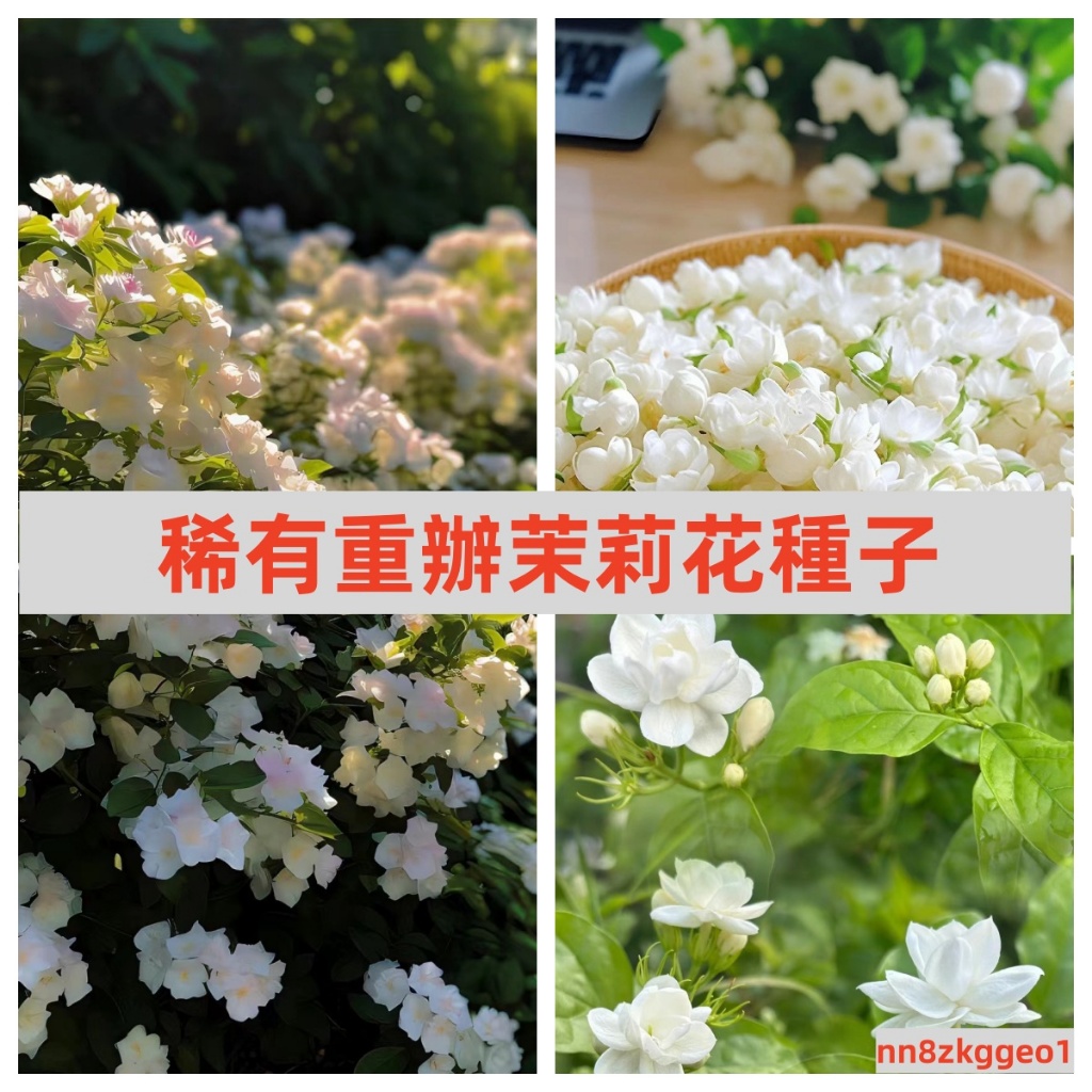 🔥【台灣稀有重辦茉莉花種子】 虎頭茉莉花種子 耐寒植物 四季易種