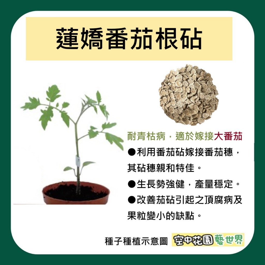 【台灣出貨 電子發票】蓮嬌 番茄根砧 種子 20粒 嫁接根砧 砧木 番茄 大番茄 牛番茄 黑柿番茄 菜籽 空中花園藝世界