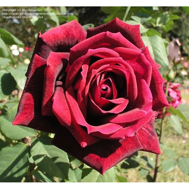 玫瑰花🌹香水獎巨大花.梅楊爸爸.米蘭爸爸玫瑰花🌹使用玫瑰專用土