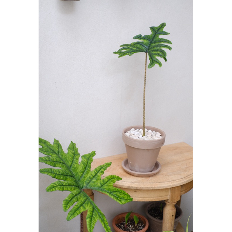 𝓁𝓊𝓂𝒾 𝓁𝓊𝓂𝒾 傑克林 觀葉植物 室內植物 Alocasia tandurusa