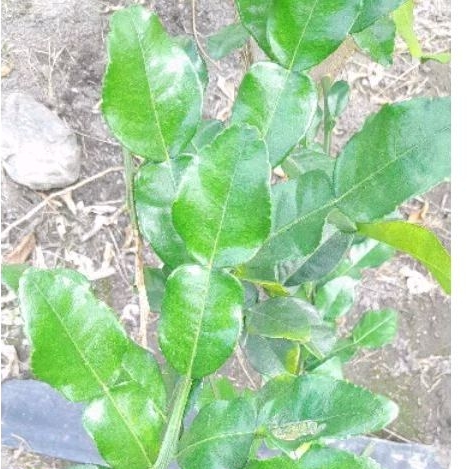 新鮮檸檬葉/馬蜂橙/泰國檸檬葉 (需預訂)