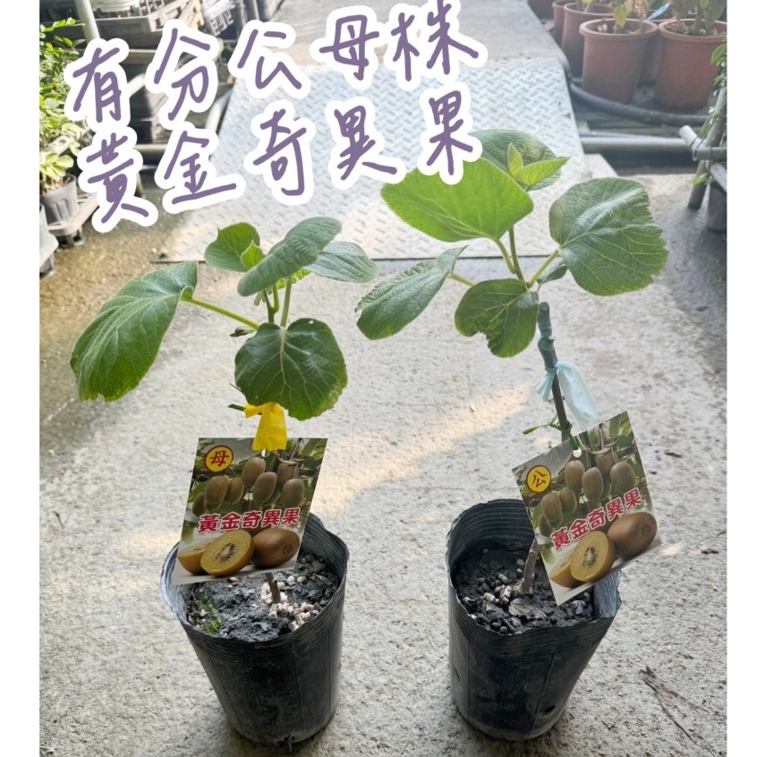 田尾玫瑰園 l 黃金奇異果【4.5吋黑軟盆 高度約30cm】〔有分公母株〕營養價值極高 大人小孩的最愛 (田尾在地商家)