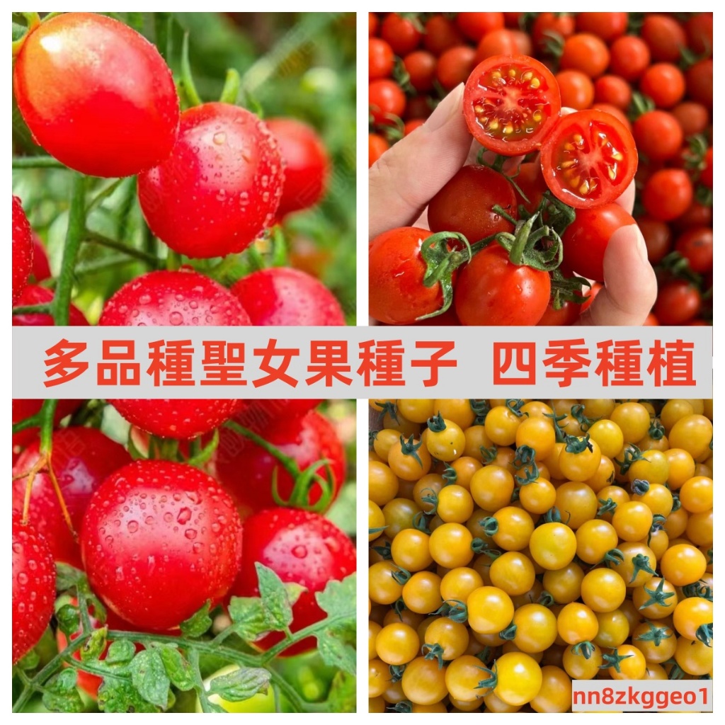 🔥【台灣聖女果種子】番茄 種子 四季播種櫻桃番茄 聖女果番茄 瀑布番茄 小番茄 西紅柿蔬菜種子