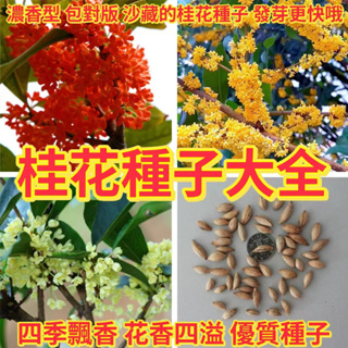 🔥✨蝦皮熱銷【桂花種子】🔥品種大全桂花種子 四季種植桂花種子 金桂沉香 銀桂 金桂 庭院陽台 發芽率高樹苗/花苗