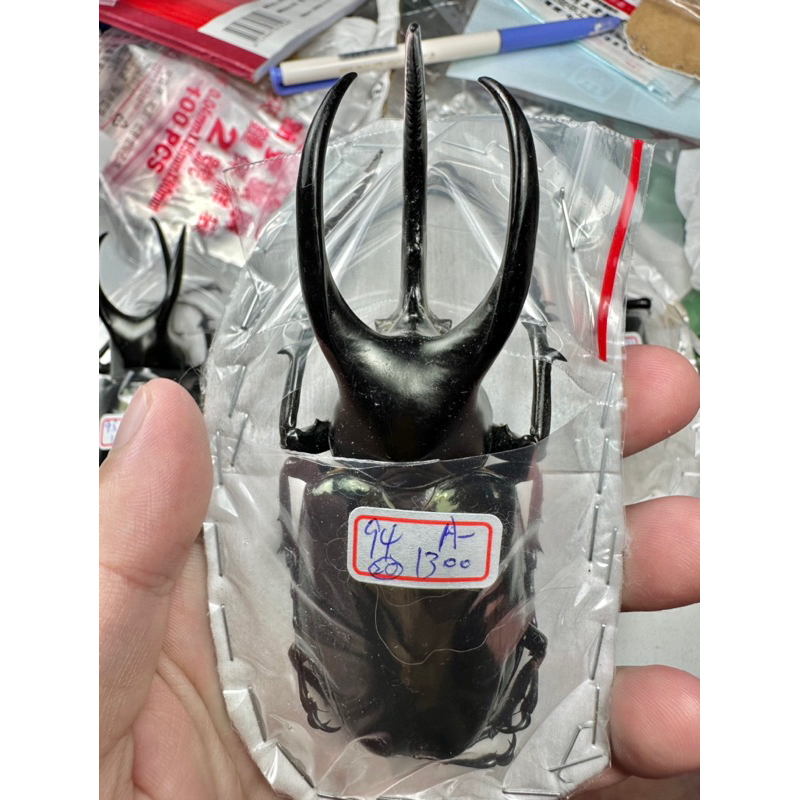 Chalcosoma mollemkampi 標本 Chalcosoma mollemkampi 標本 2025年最新