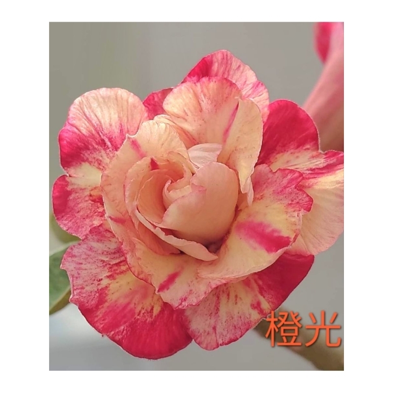 沙漠玫瑰（橙光）“6"吋盆 重瓣品種 開花性良好