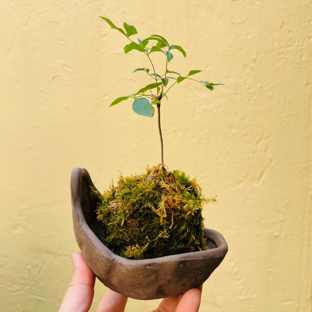 花盆王 知雨若泥 多肉植物小品盆栽黑松珍珠柏盆景藝品組盆•造型透氣陶盆•馬鞍盆鞍馬盆苔球盤•台灣現貨•月亮盆南蠻盆異形盆