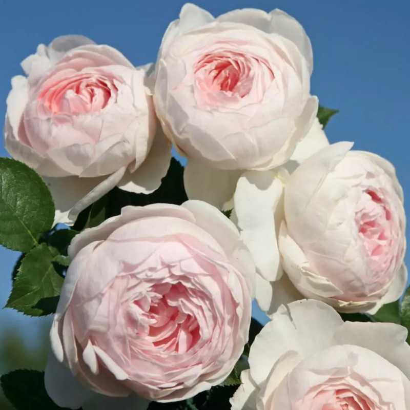 《公爵夫人克里斯蒂娜》塵世天使 蔓性玫瑰 藤本月季 蔓性玫瑰 四季玫瑰 薔薇 月季 三寸半苗 自產自銷