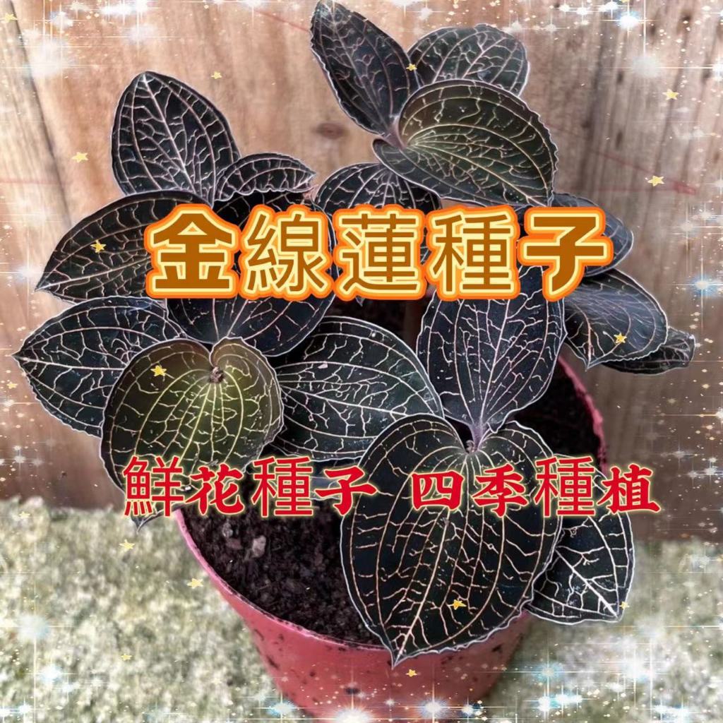 【買多送多】當年新種 台灣金線蓮種子 高級藥材種子陽台庭院盆栽種植 中藥材種子